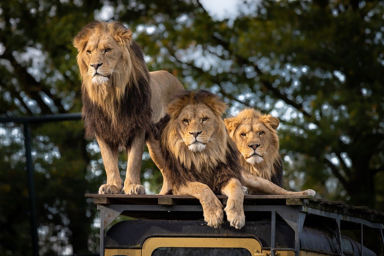 lion, zoo, africa